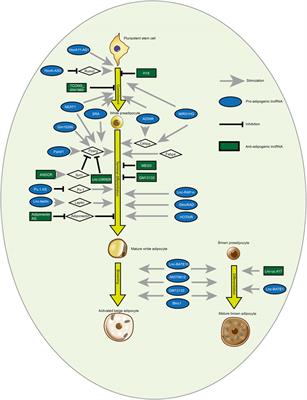 Advances in the regulation of adipogenesis and lipid metabolism by exosomal ncRNAs and their role in related metabolic diseases